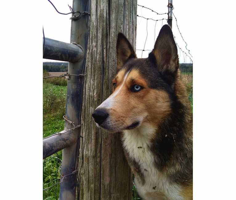 Kai, a Shetland Sheepdog and Siberian Husky mix tested with EmbarkVet.com