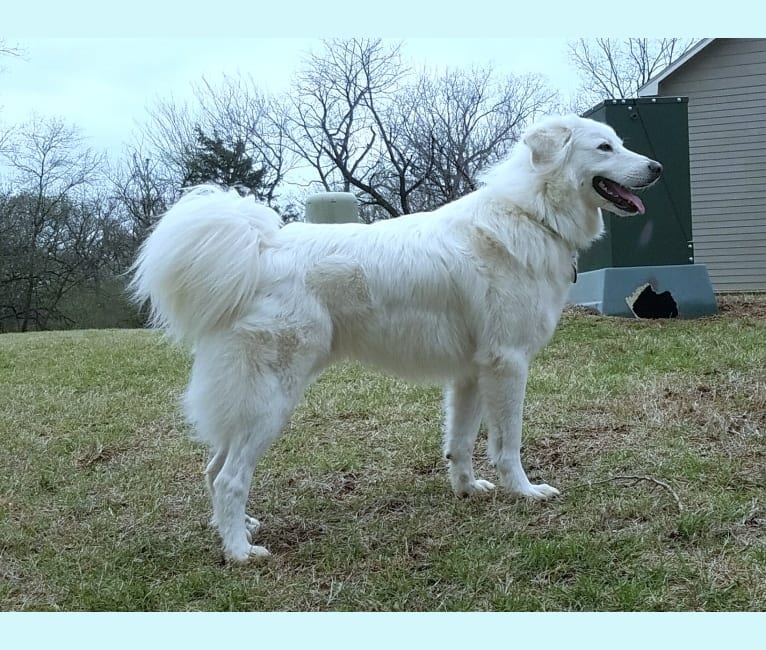 Luca, a Great Pyrenees and Pomeranian mix tested with EmbarkVet.com