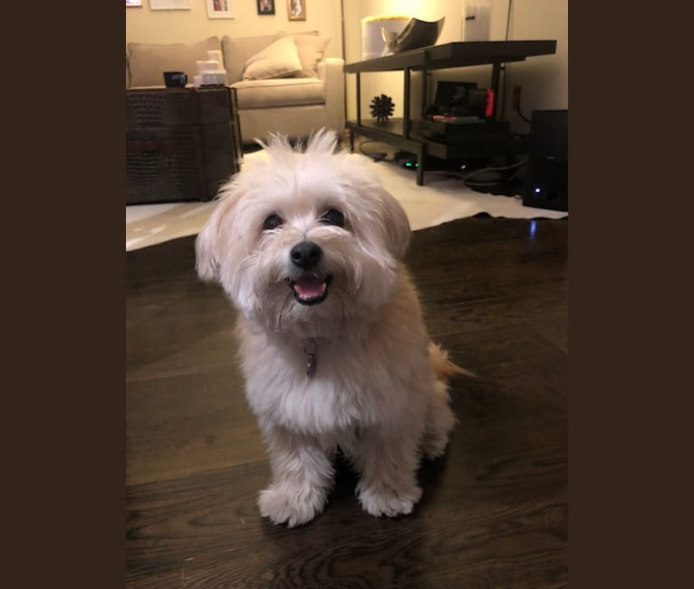 Pomeranian bichon frise discount