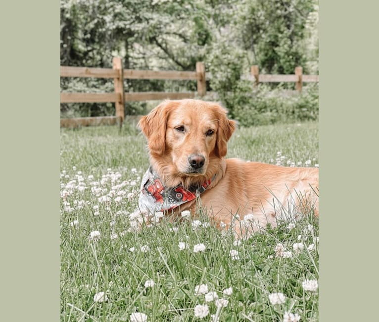 Marley, a Golden Retriever tested with EmbarkVet.com