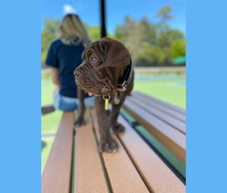 Dahmer, a Neapolitan Mastiff tested with EmbarkVet.com