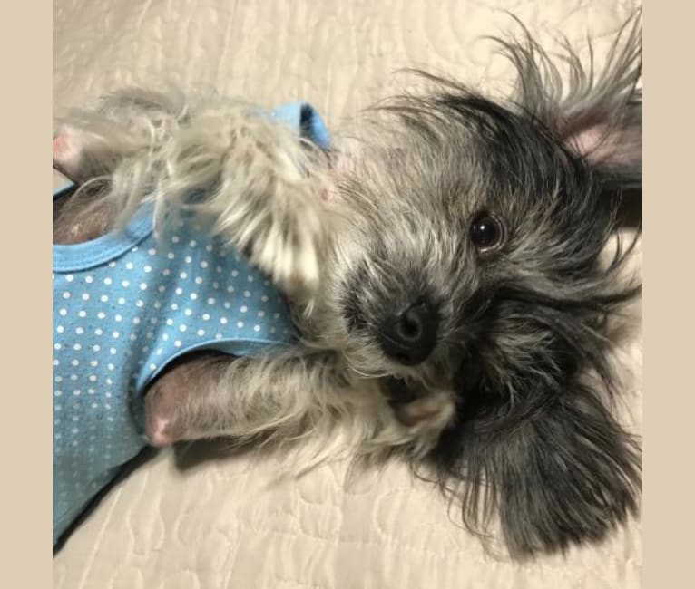 Cuddles, a Chinese Crested and Shih Tzu mix tested with EmbarkVet.com