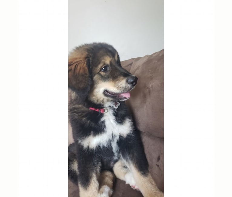 Bernese mountain outlet dog malamute mix