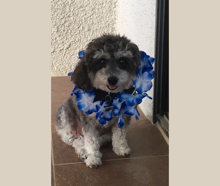 Holly, a Poodle (Small) tested with EmbarkVet.com