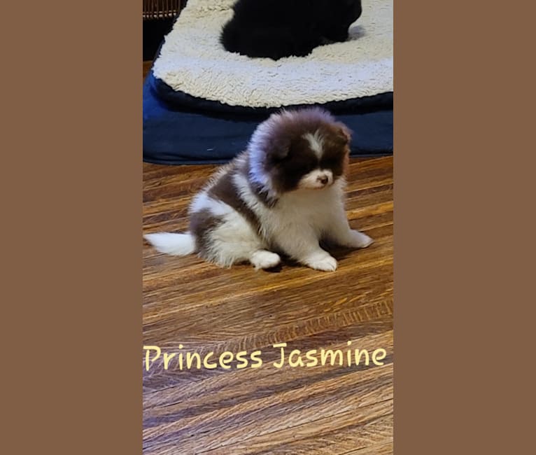 Jasmine, a Pomeranian tested with EmbarkVet.com