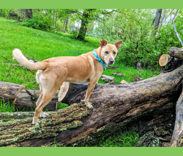 Ryder, an American Pit Bull Terrier and Chow Chow mix tested with EmbarkVet.com