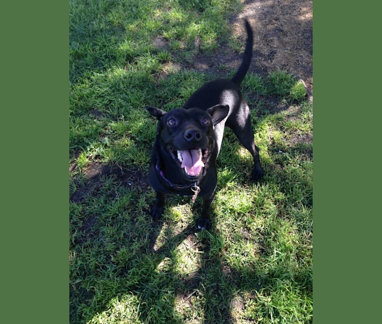 Pickles, an American Pit Bull Terrier and Golden Retriever mix tested with EmbarkVet.com