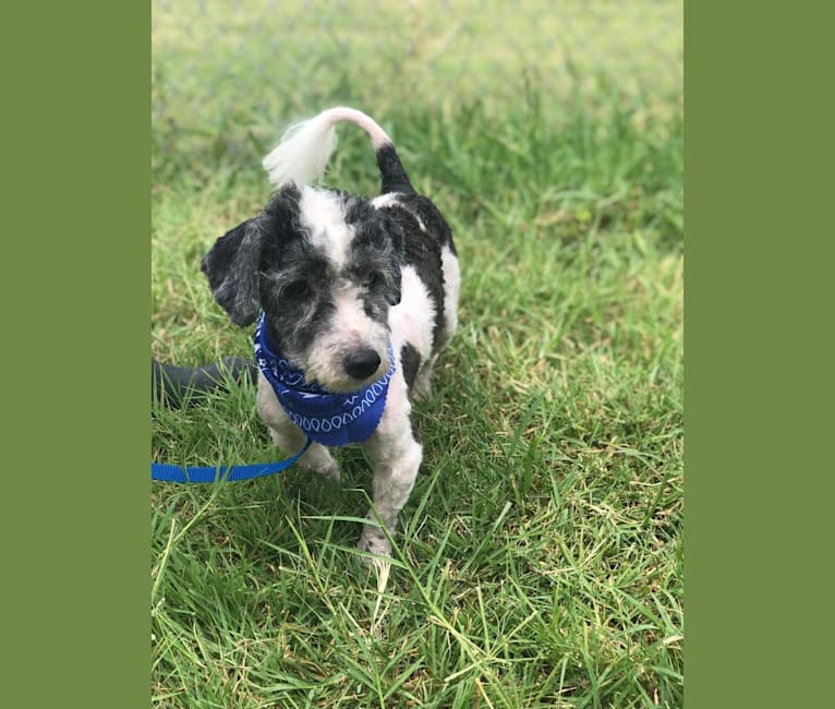 Photo of Dutch, a Poodle (Small)  in Texas, USA