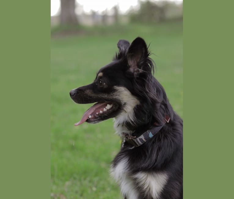 Cooper, an English Shepherd and Pomeranian mix tested with EmbarkVet.com