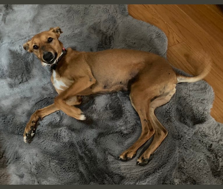 Ruby Roo, an Arabian Village Dog tested with EmbarkVet.com