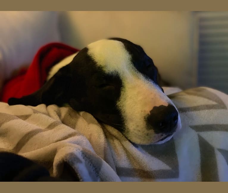 Wally, a Treeing Walker Coonhound and American Pit Bull Terrier mix tested with EmbarkVet.com