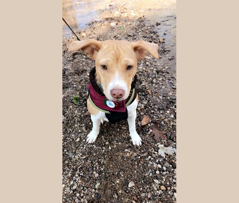 Photo of Georgia, a Russell-type Terrier, Chinese Shar-Pei, American Bulldog, Boston Terrier, and Mixed mix in Georgia, USA
