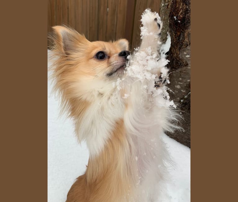 Photo of Briar, a Shih Tzu, Pomeranian, Maltese, and Chihuahua mix in Covington, Washington, USA