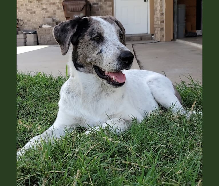 Photo of Goose, a Chow Chow, Australian Cattle Dog, and Mixed mix in Mathis, Texas, USA
