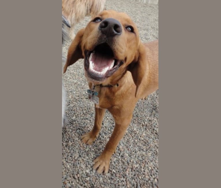 Bergy, a Labrador Retriever and Basset Hound mix tested with EmbarkVet.com