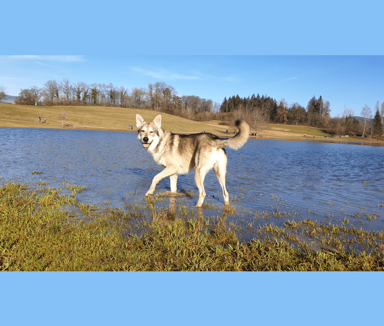 Photo of Cyrian Corvo Netis Tala, a Saarloos Wolfdog  in Schopfheim, Baden-Württemberg, Deutschland