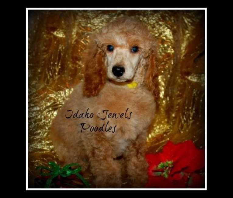 Rusty, a Poodle tested with EmbarkVet.com