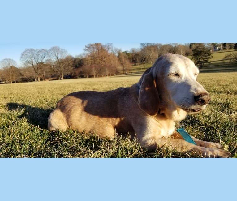 Ernie, a Basset Hound and Golden Retriever mix tested with EmbarkVet.com