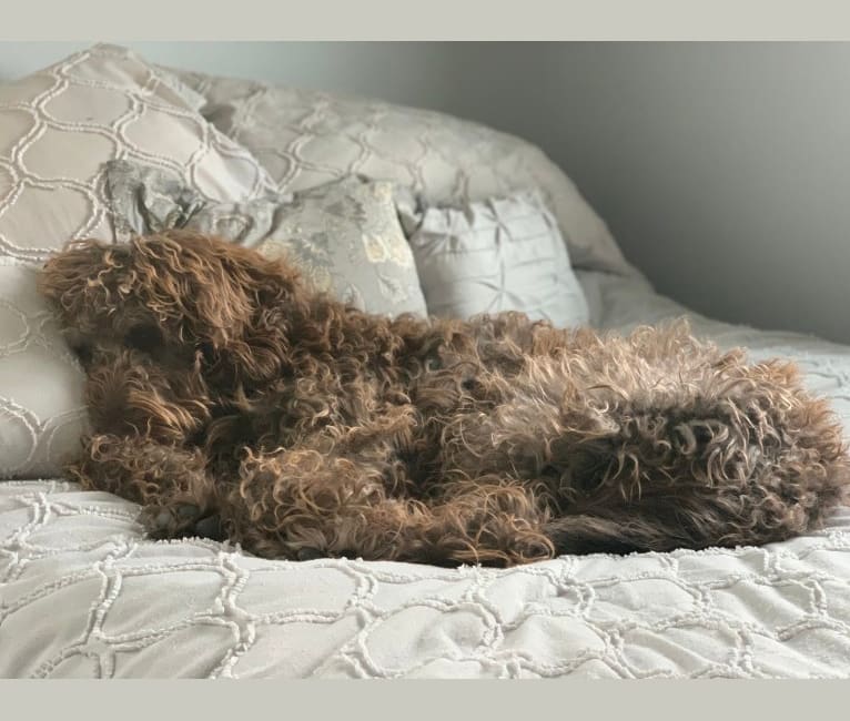 The Mighty Chewbacca, a Labradoodle (6.2% unresolved) tested with EmbarkVet.com