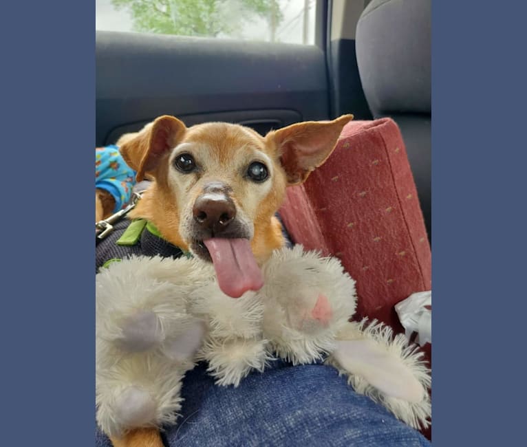 Cricket, a Miniature Pinscher and Beagle mix tested with EmbarkVet.com