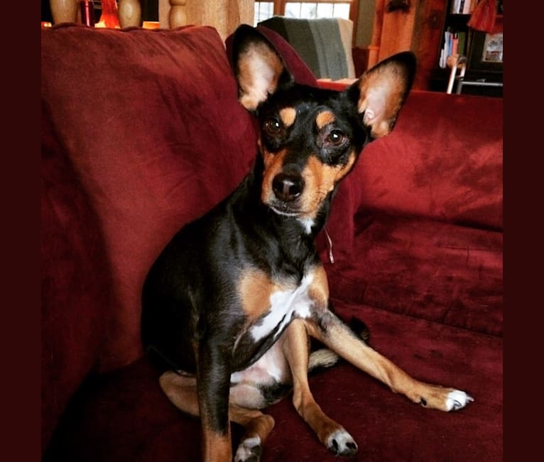 Embark Dog DNA Test Breed