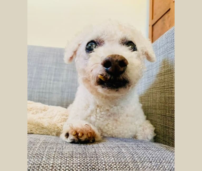 Ollie Popcorns, a Bichon Frise tested with EmbarkVet.com
