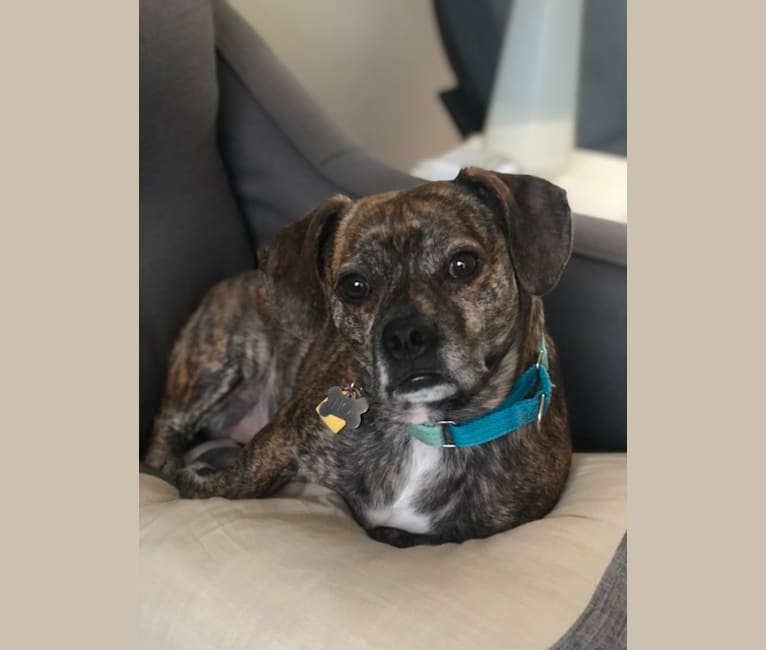 Brindle beagle mix 2025