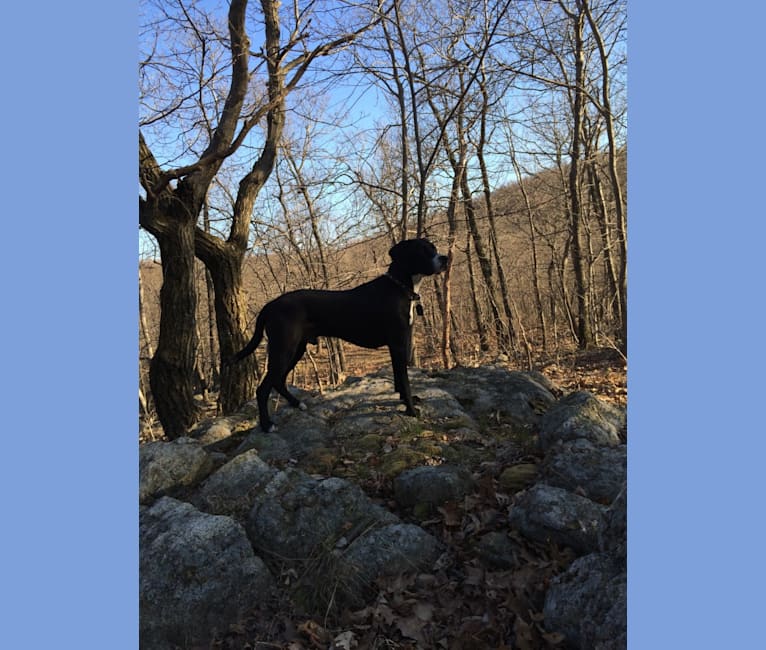 Tucker, a Labrador Retriever and American Staffordshire Terrier mix tested with EmbarkVet.com