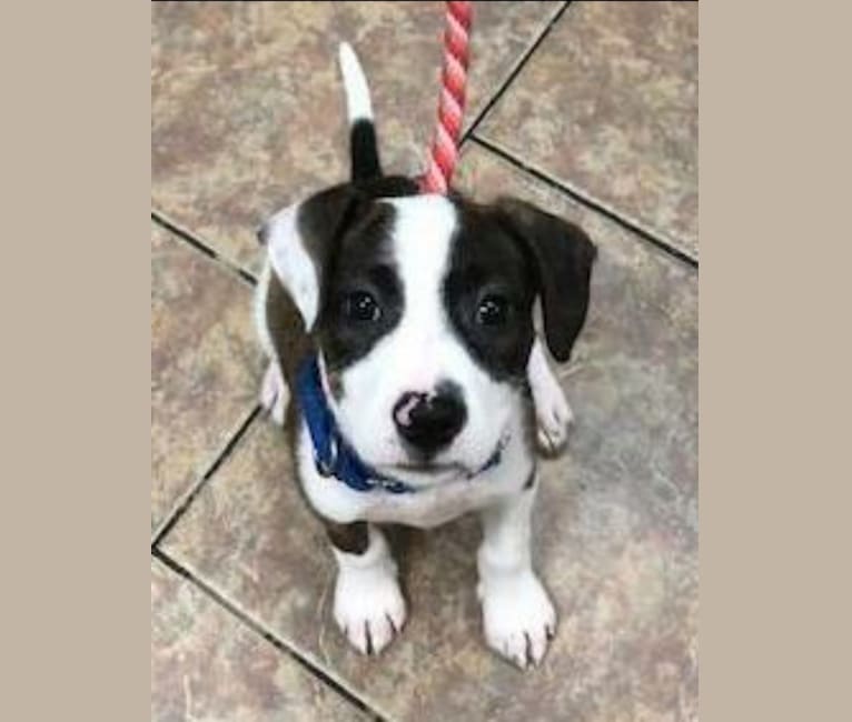 Bucky, an American Pit Bull Terrier and Australian Cattle Dog mix tested with EmbarkVet.com