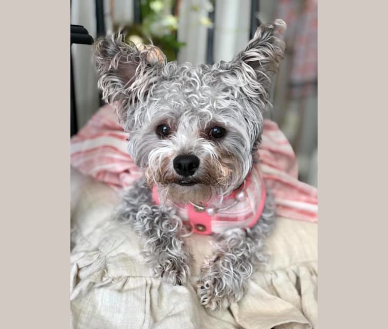 Photo of Piper Rose, a Chihuahua, Poodle (Small), Pomeranian, and Mixed mix in Acworth, Georgia, USA