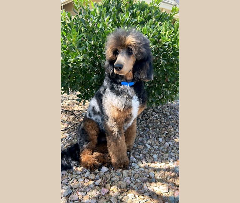 FAMOUS, a Poodle tested with EmbarkVet.com