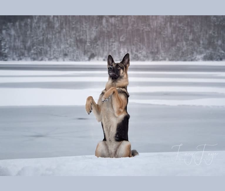 Arya, a German Shepherd Dog tested with EmbarkVet.com