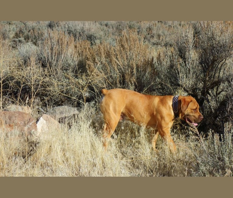 Titan, a Boerboel tested with EmbarkVet.com