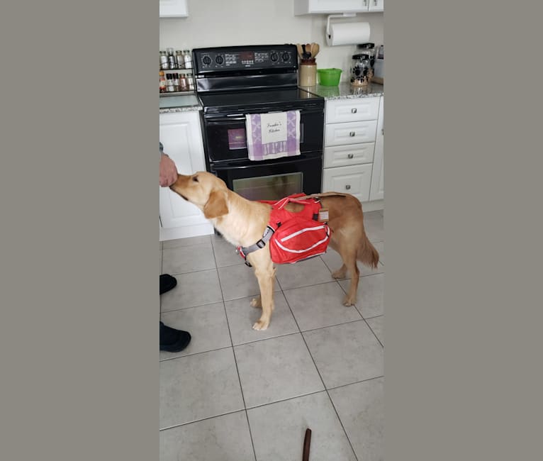 Fauna, a Golden Retriever (7.8% unresolved) tested with EmbarkVet.com