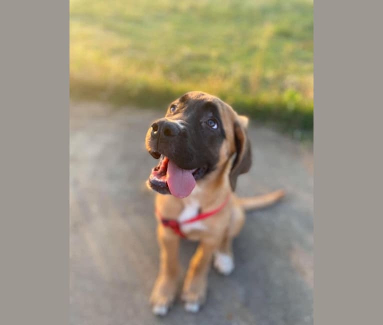 Zoey, a Saint Bernard and Mastiff mix tested with EmbarkVet.com