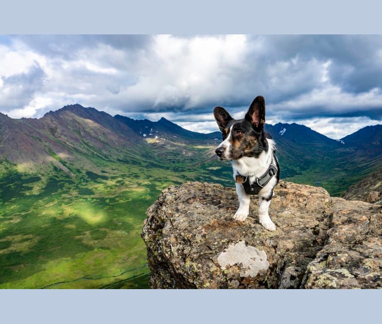 Quill, a Cardigan Welsh Corgi tested with EmbarkVet.com