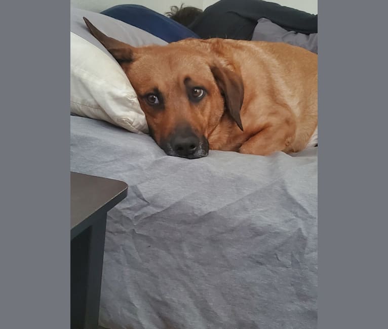 Cody, a Basset Hound and Australian Cattle Dog mix tested with EmbarkVet.com