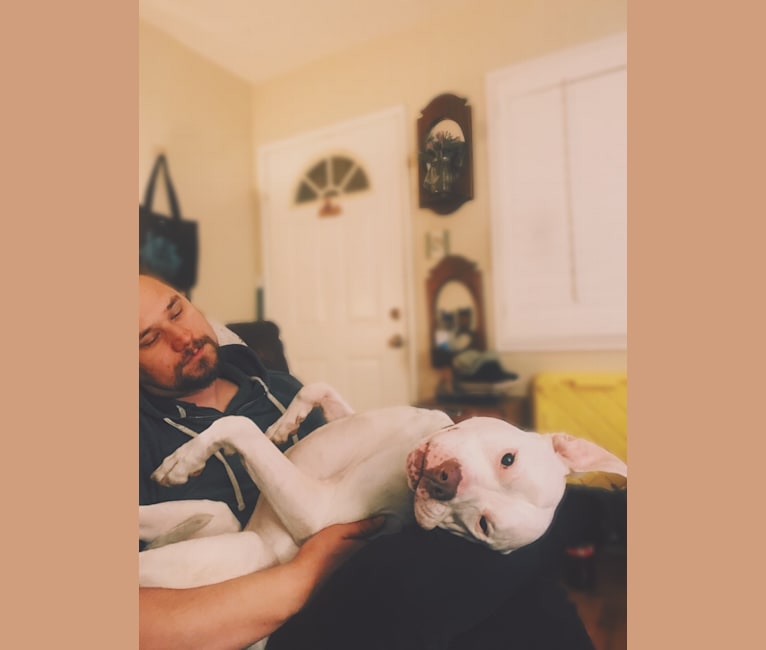 Nina, an American Bulldog and American Pit Bull Terrier mix tested with EmbarkVet.com