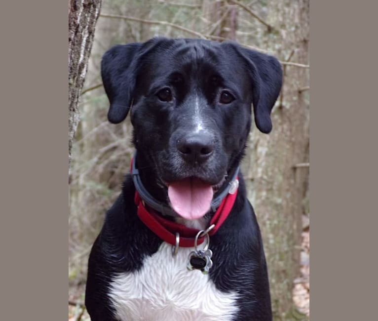 Ruger, a Boxer and American Pit Bull Terrier mix tested with EmbarkVet.com