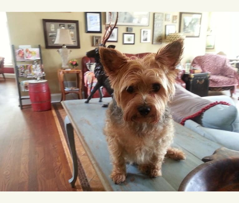 Photo of Bacon, a Yorkshire Terrier  in Hartwell, Georgia, USA