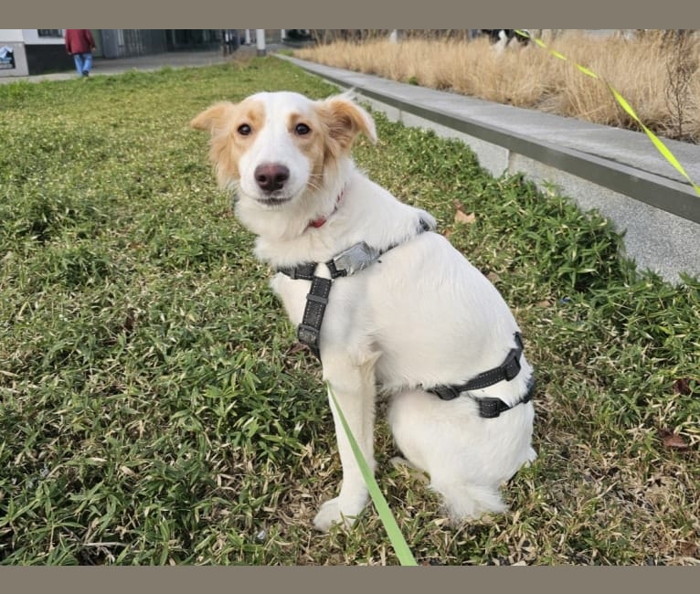 Tilda, an Eastern European Village Dog tested with EmbarkVet.com