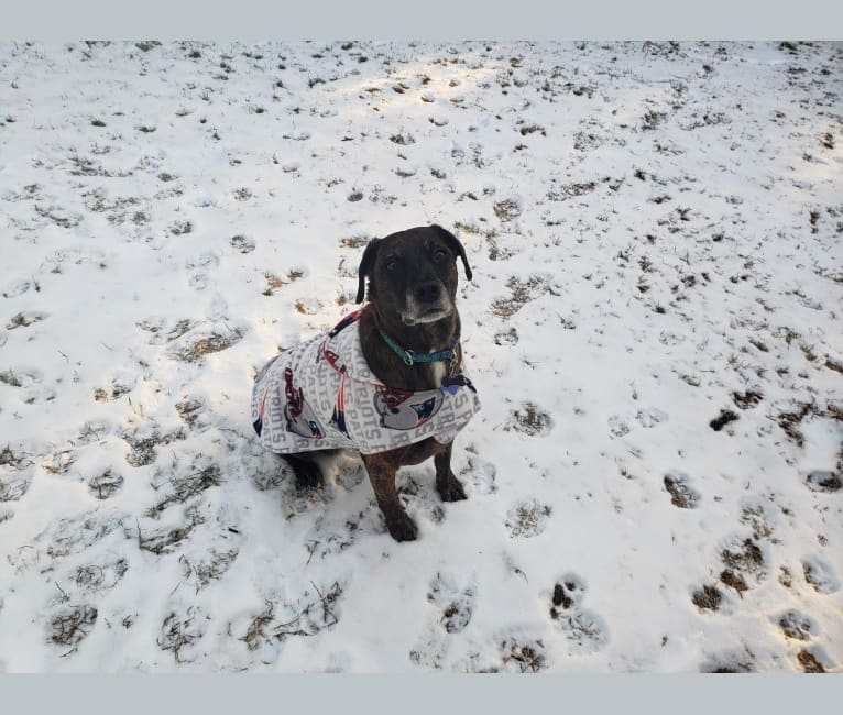 Gracie Love, a Dachshund and American Pit Bull Terrier mix tested with EmbarkVet.com