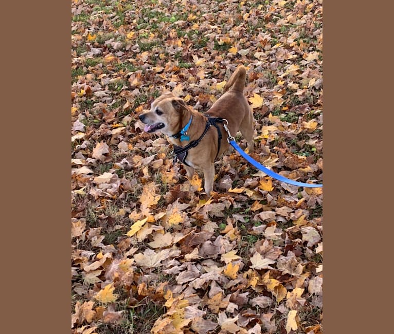 Dougie, a Chihuahua and Dachshund mix tested with EmbarkVet.com