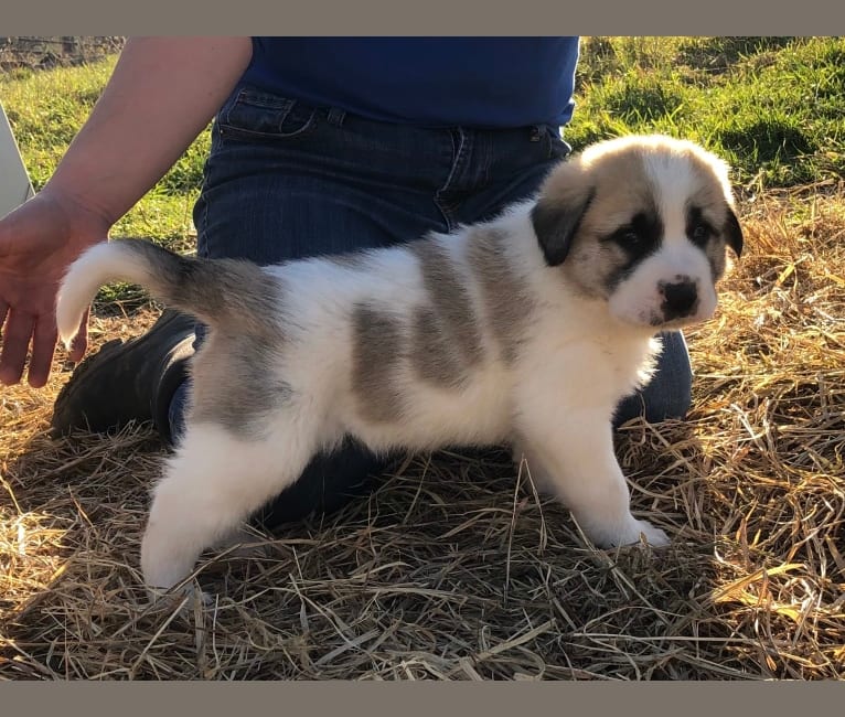 Photo of Stoeger, an Anatolian Shepherd Dog, Great Pyrenees, and Mixed mix in Moretown, VT, USA