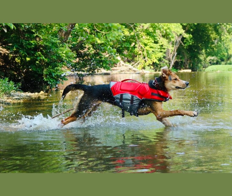 Arale Norimaki, a German Shepherd Dog and American Foxhound mix tested with EmbarkVet.com