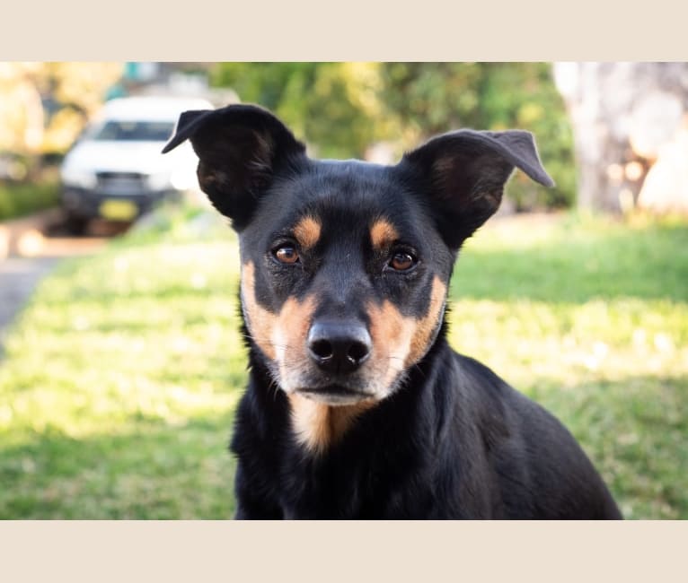 Kelpie cross cavalier top