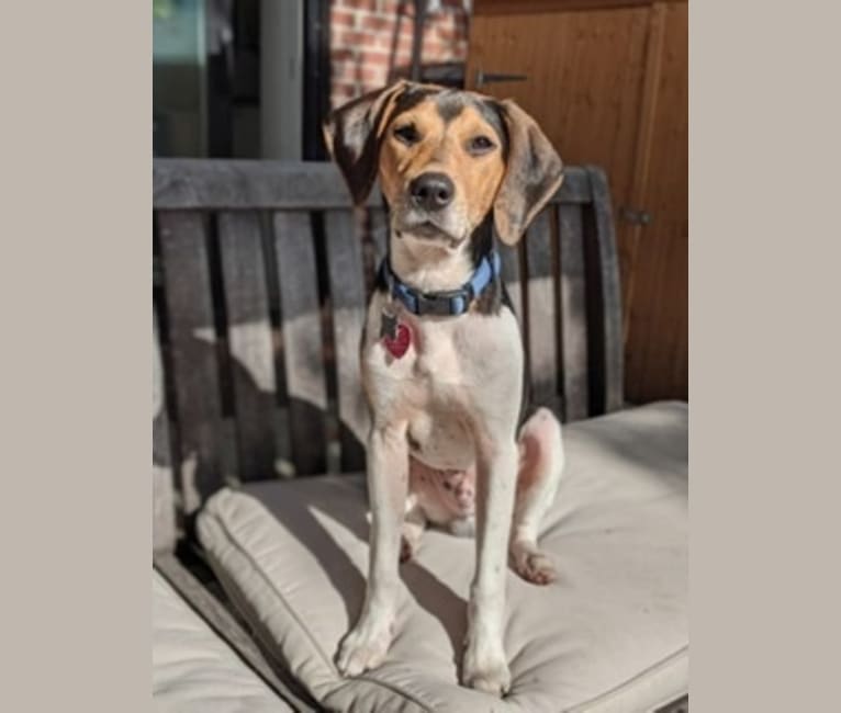 Ziggy, a Treeing Walker Coonhound and Mountain Cur mix tested with EmbarkVet.com
