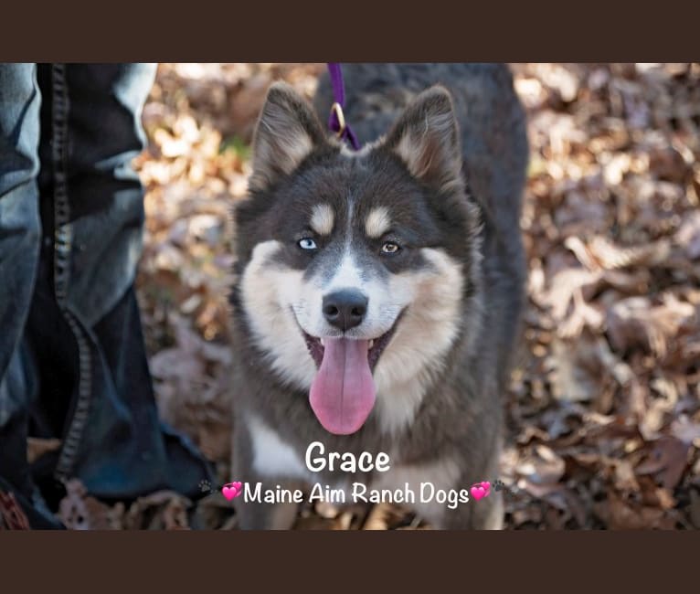 Grace, a Pomsky tested with EmbarkVet.com