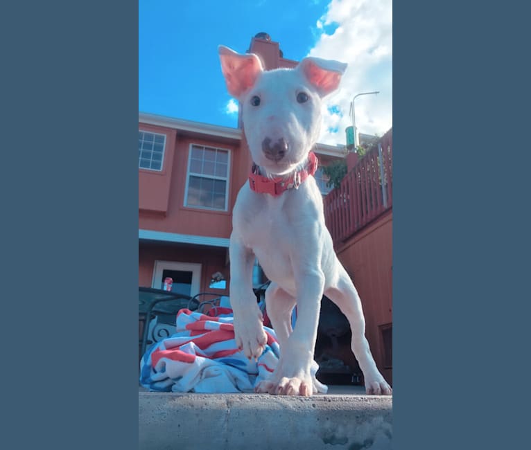 Porkchop, a Bull Terrier tested with EmbarkVet.com