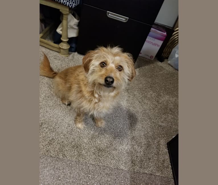 Lhasa apso beagle mix sales
